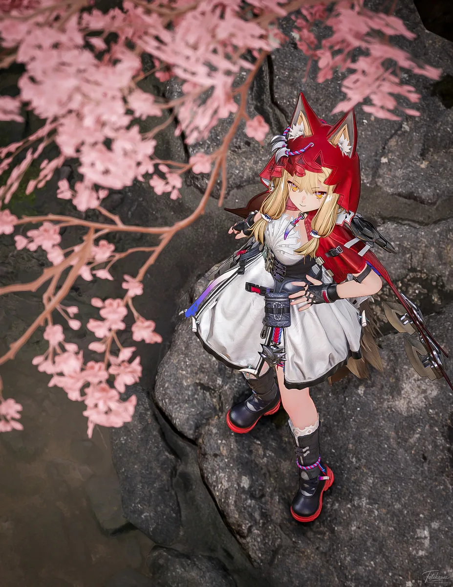 桜の下でふと立ち止まるロッシちゃん🐺✨ ゆらゆら揺れる桜を見上げる仕草がとてもかわいいね💕